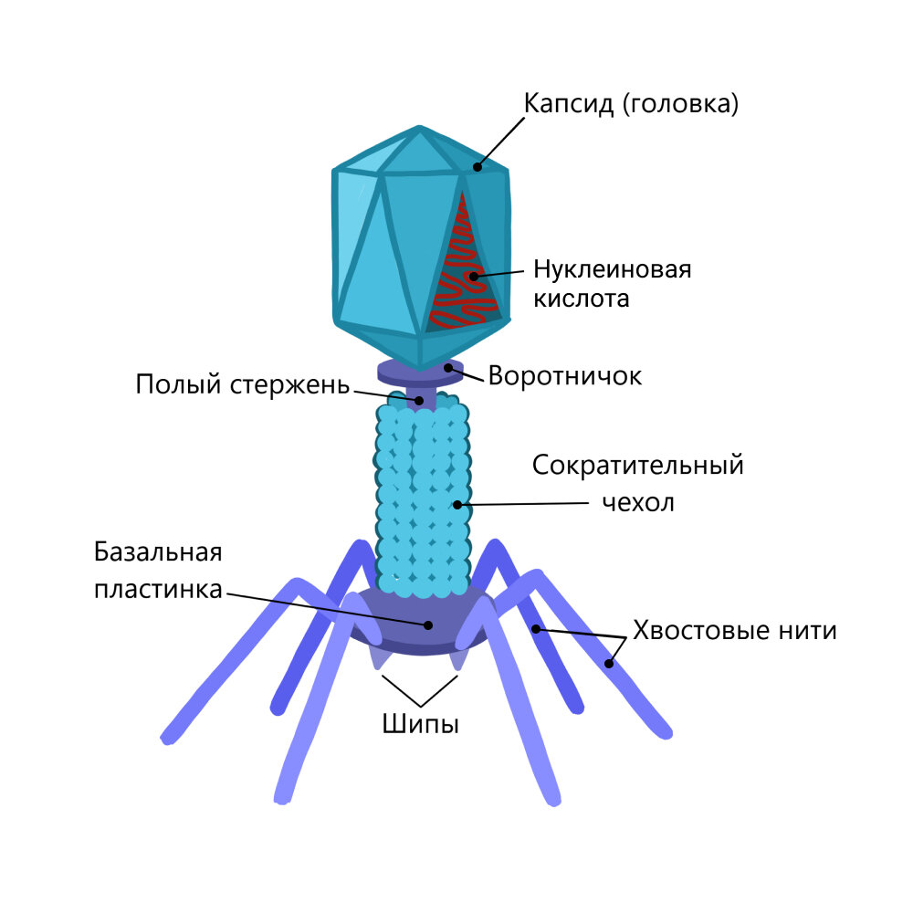 Рисунок вирус бактериофаг