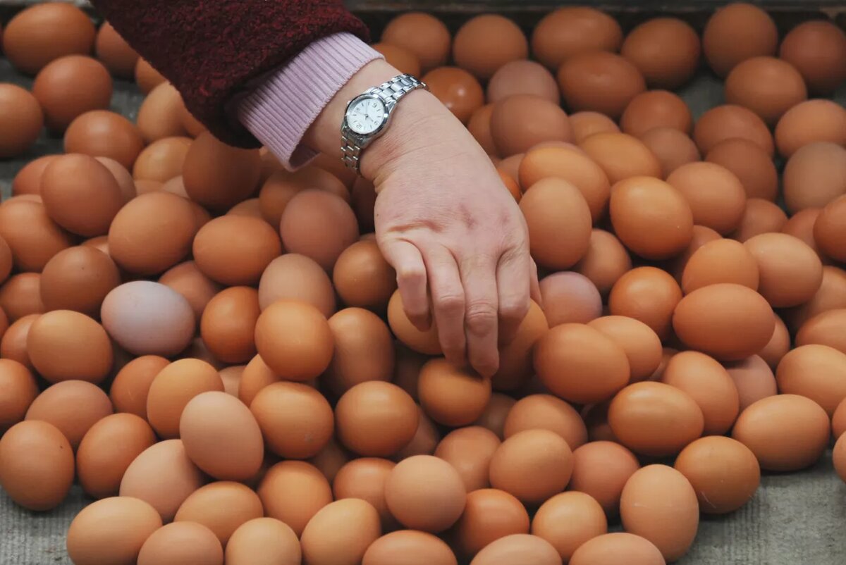 Покупатель собирает яйца на рынке © AFP 2023 / STR