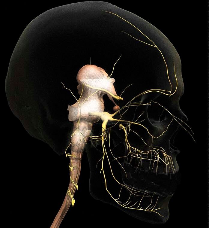 Тройничный нерв