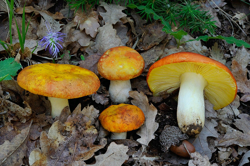 Сыроежку золотистую легко узнать благодаря яркой шляпке 