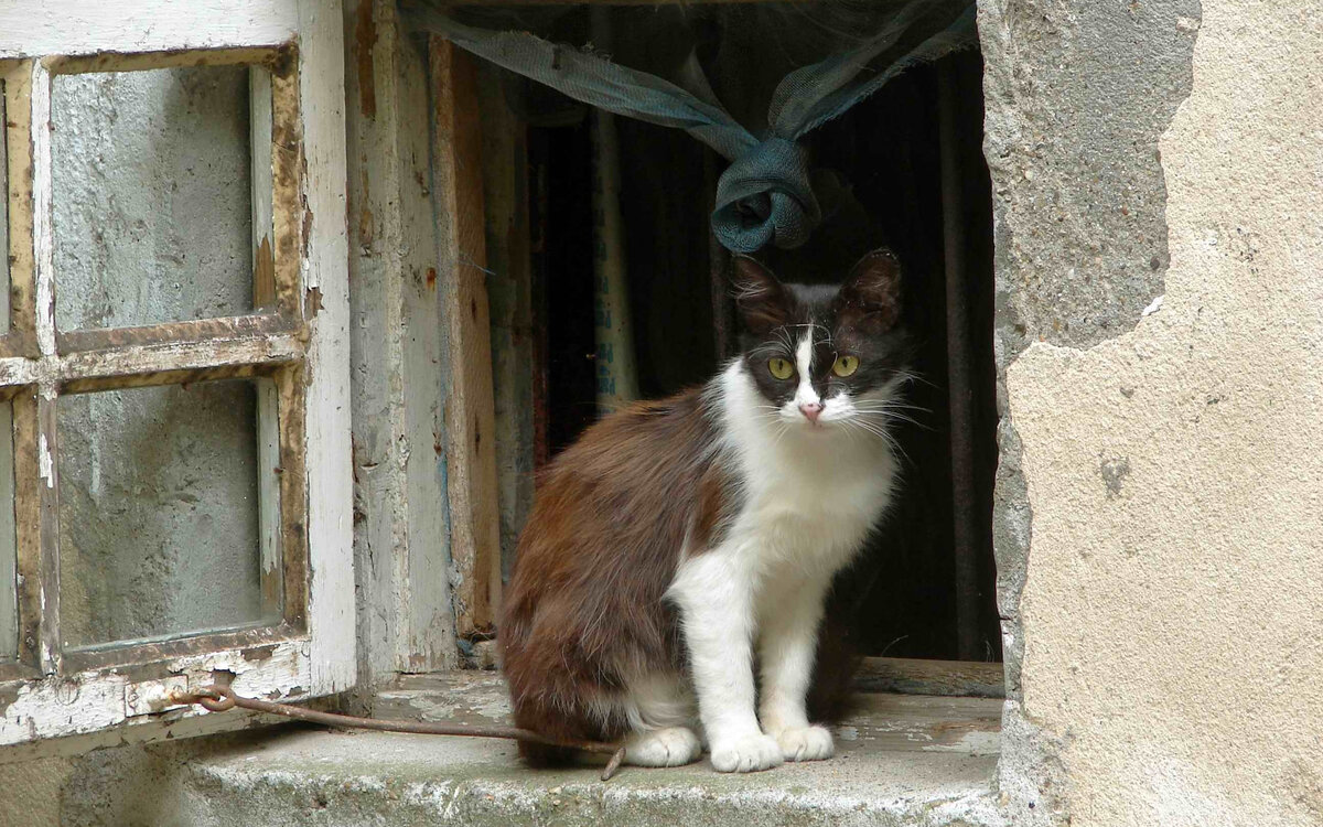 Кошка в старом здании.