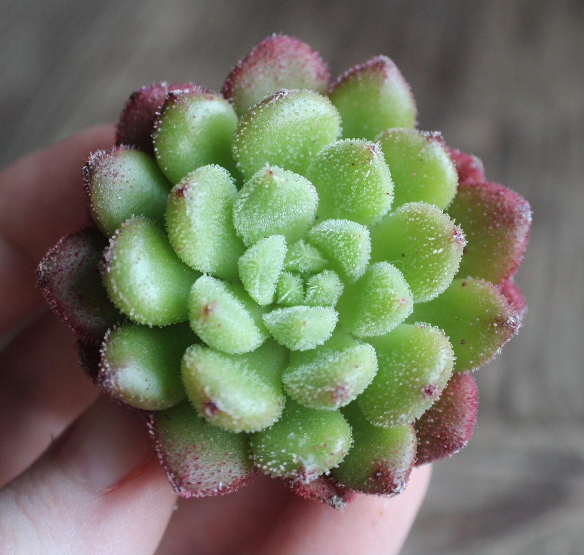 Echeveria 'Christmas Carol'