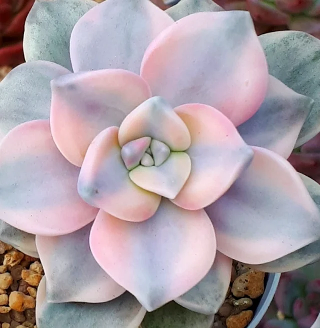 Graptopetalum 'Snow White'