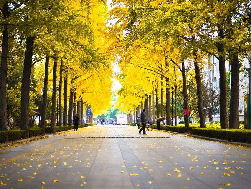 BEIJING FORESTRY UNIVERSITY. Источник: Baidu.com