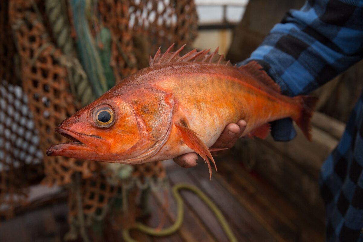 Морской окунь перечный (Sebastes goodei) или Chilipepper rockfish |  GameFishing – Трофейная рыбалка | Дзен