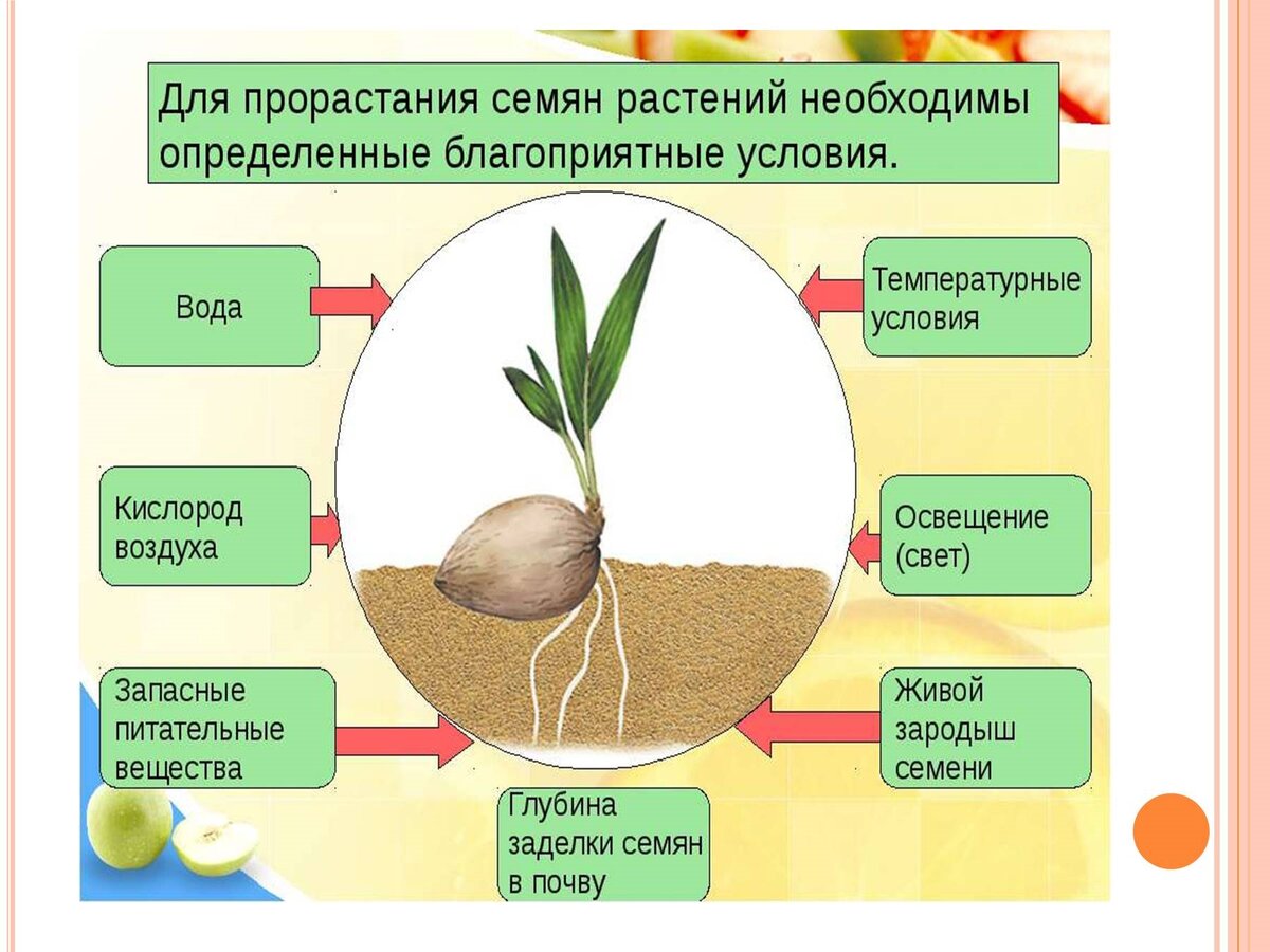 При какой температуре проращивать семена