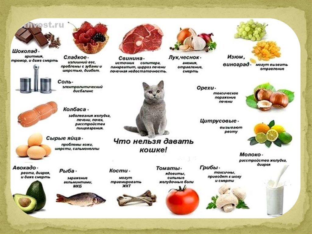 Сырая печень коту. Продукты питания для кошки. Что нельзя есть кошкам. Необходимые продукты для кошки. Что можно есть кошкам.