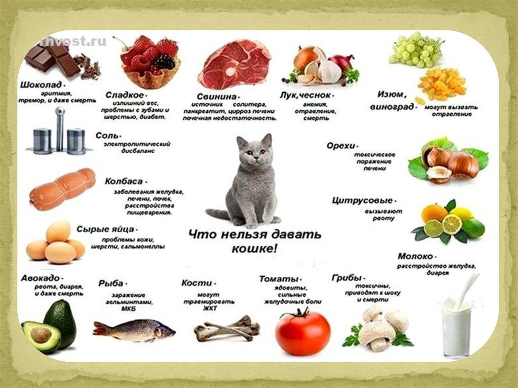 Какие продукты давать кошке. Продукты питания для кошки. Что нельзя есть кошкам. Запрещенные продукты для кошек. Рацион кошки.