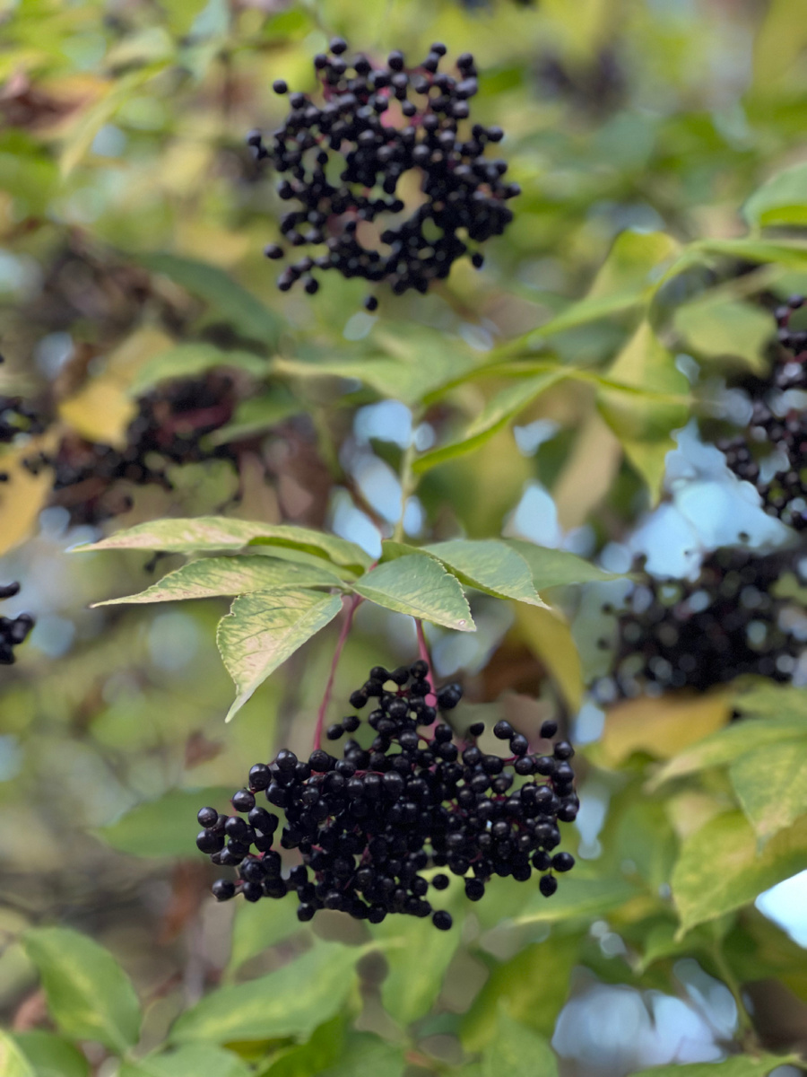 Черная бузина, фото автора