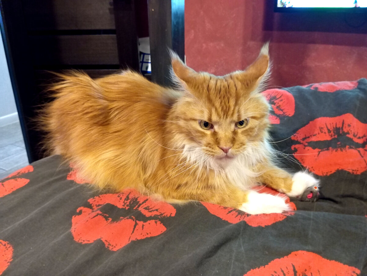 Мейн кун Степа.