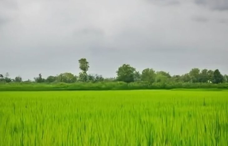    Индия может производить столько же урожая как Китай при изменениях в агрохимической и экспортной политиках