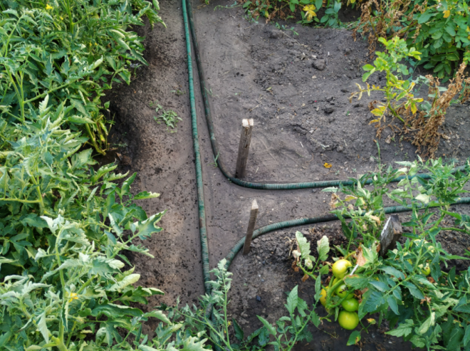 Грамотный полив — отменный урожай