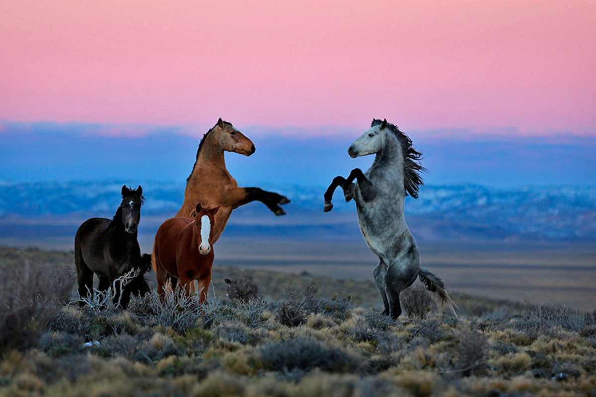 Wild horse islands the hunt