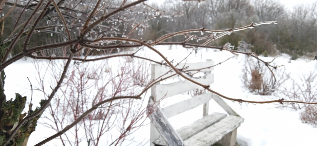 Мой сад зимой