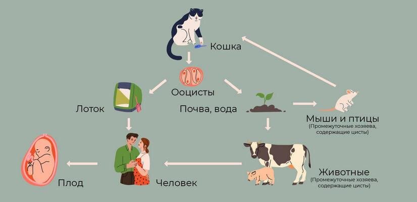Токсоплазмоз — как не заразиться и защитить себя? | Evolutis Clinic | Дзен