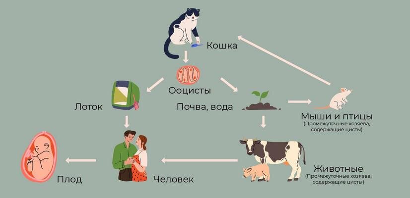 Лейшманиоз - Инфекционные болезни - Справочник MSD Профессиональная версия