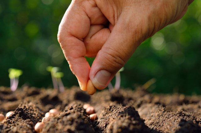    Куда ставропольские власти направят федеральные средства на поддержку АПК?