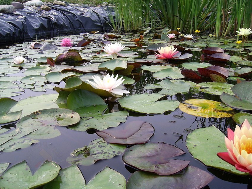 11 идеальных растений для декоративного водоема — садовые растения, которые преобразят вашу водную среду