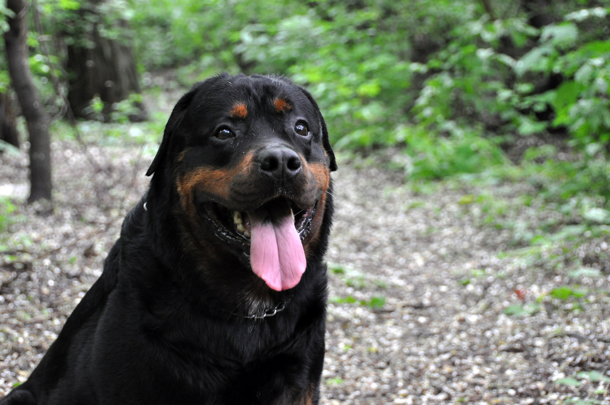 Дан в лесопосадке под старыми акациями