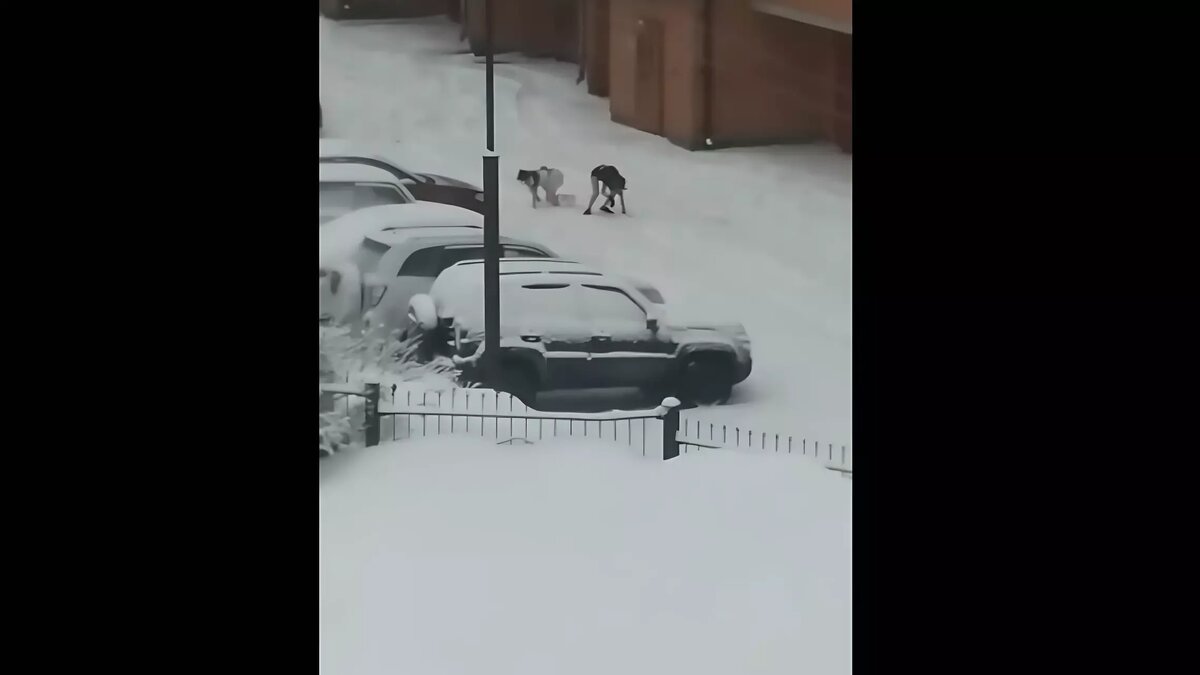     Местные жители оказались в шоке от происходящего: момент очевидцы засняли на видео.