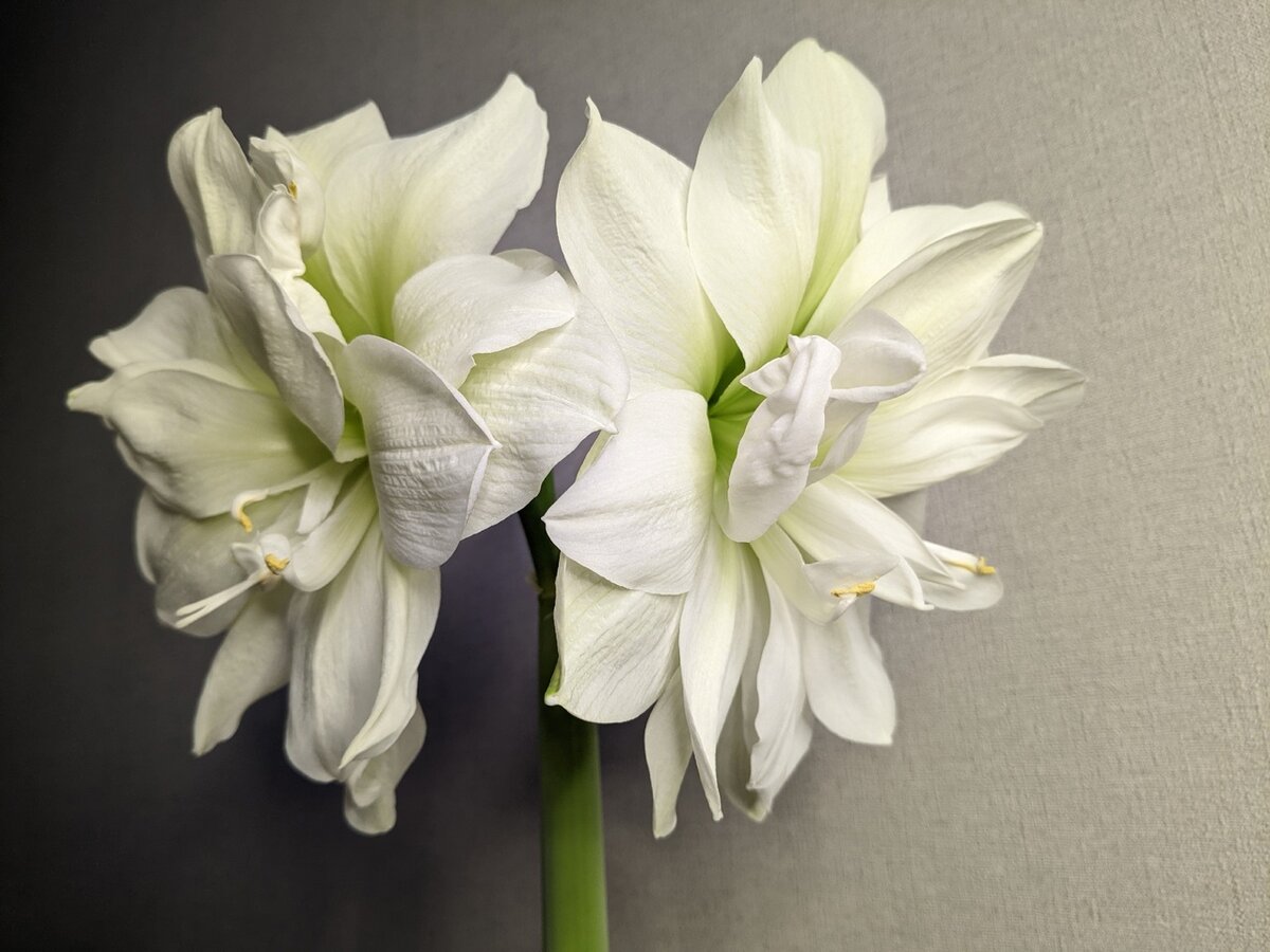 Гиппеаструм, сорт Marilyn 