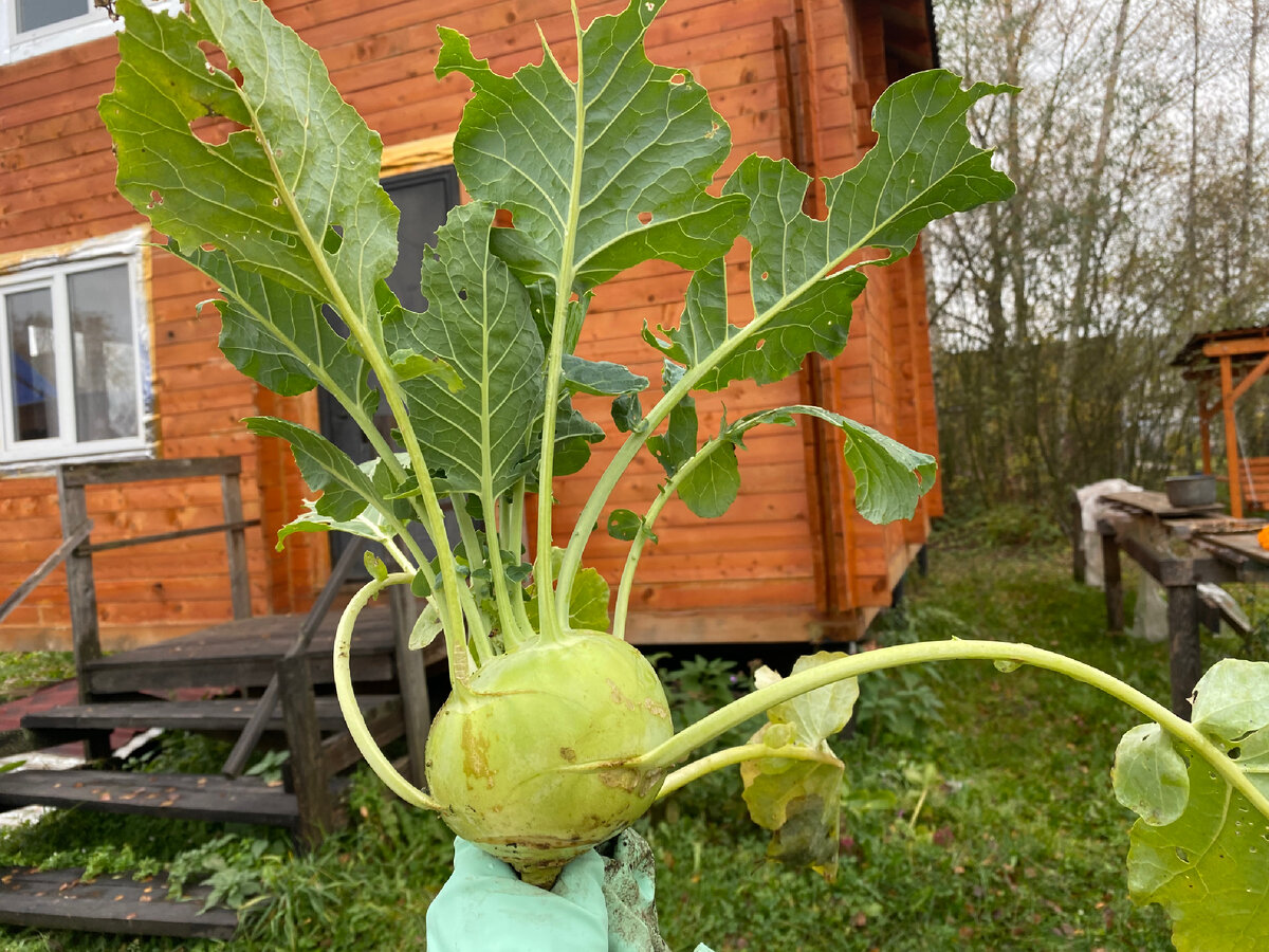 Урожай капусты на фоне летнего дома