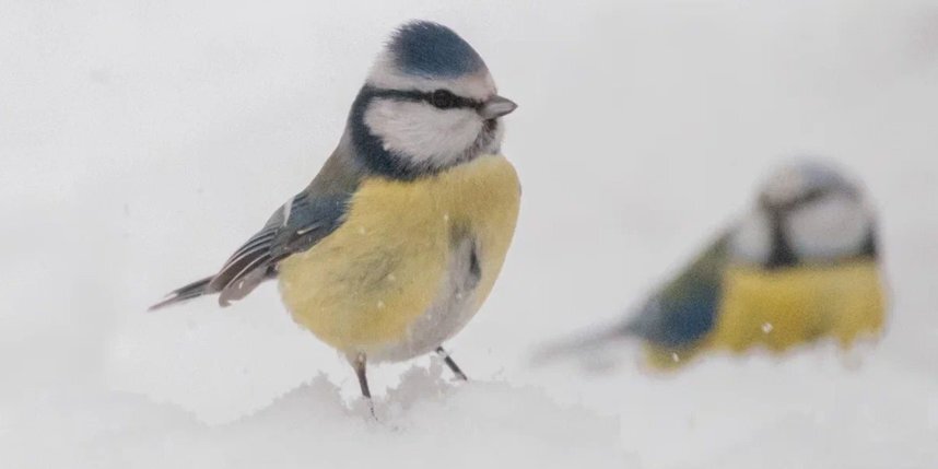    Алёна Бобрович.