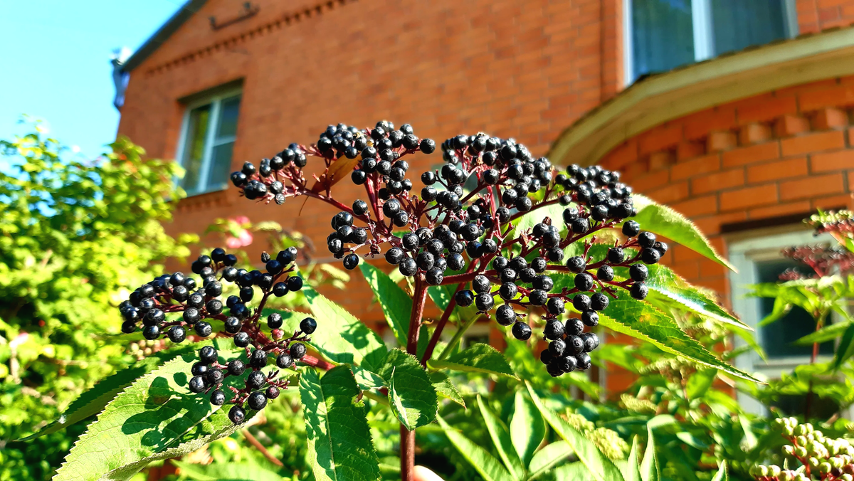что можно вырастить на даче. что можно вырастить на даче. вертикальные грядки для зелени. красивые грядки с зеленью. огородик пряных трав.