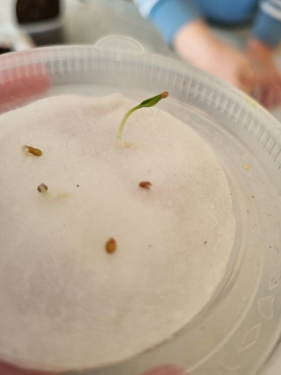 Всхожесть вполне приличная