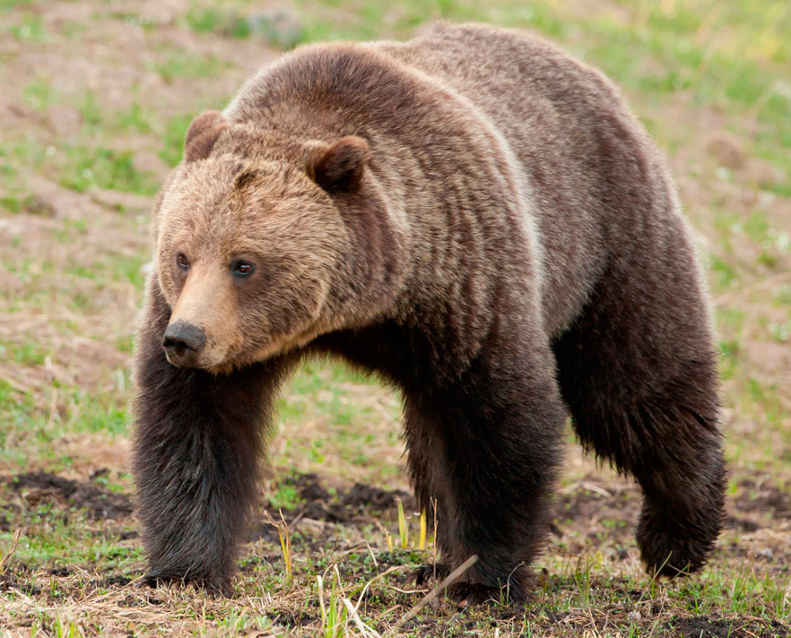 Бурый медведь животное обитающее. Бурый медведь. Ursus arctos arctos. Урсус медведь. Бурый медведь – Ursus arctos l..