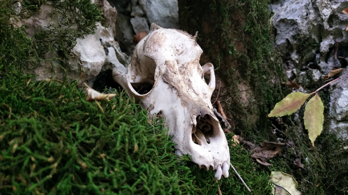 Аллегория: примерно к такому состоянию мы приходим после 2-3 месяцев работы в блоге...