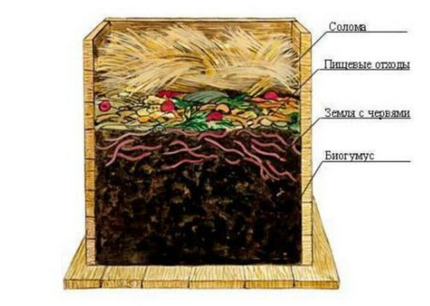 Биогумус калифорнийские черви. Дождевые черви и биогумус. Биогумус калифорнийские черви. Как приготовить биогумус. Калифорнийский червь вермиферма.