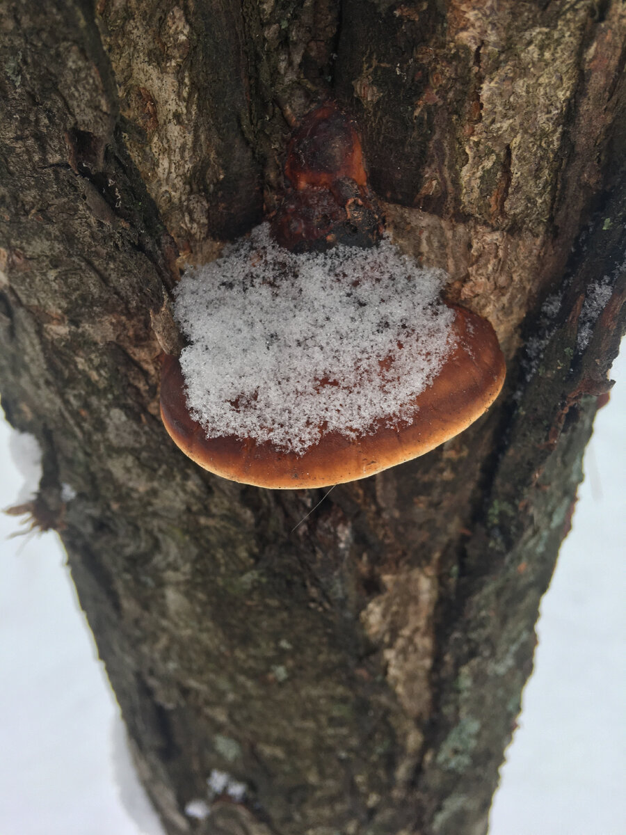 Трутовик на сирене