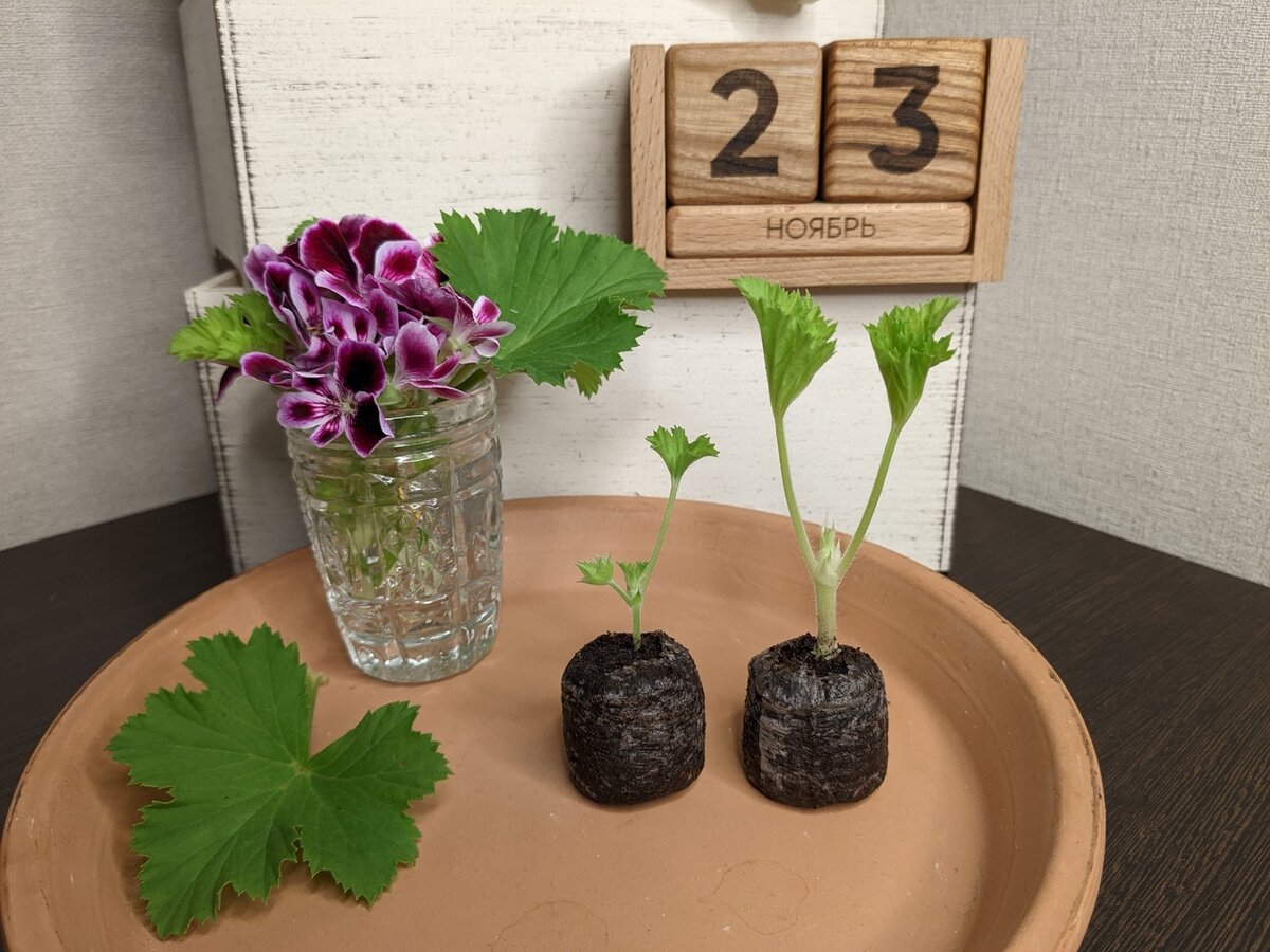 У меня не лунный календарь садовых работ, а вечный деревянный