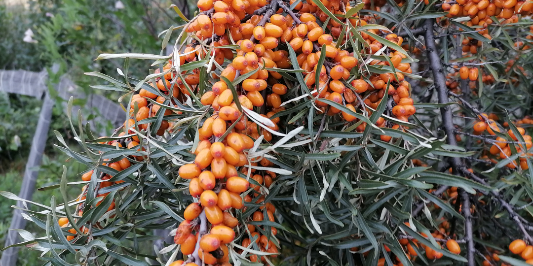 Какой сорт облепихи выбрать – сладкий и урожайный