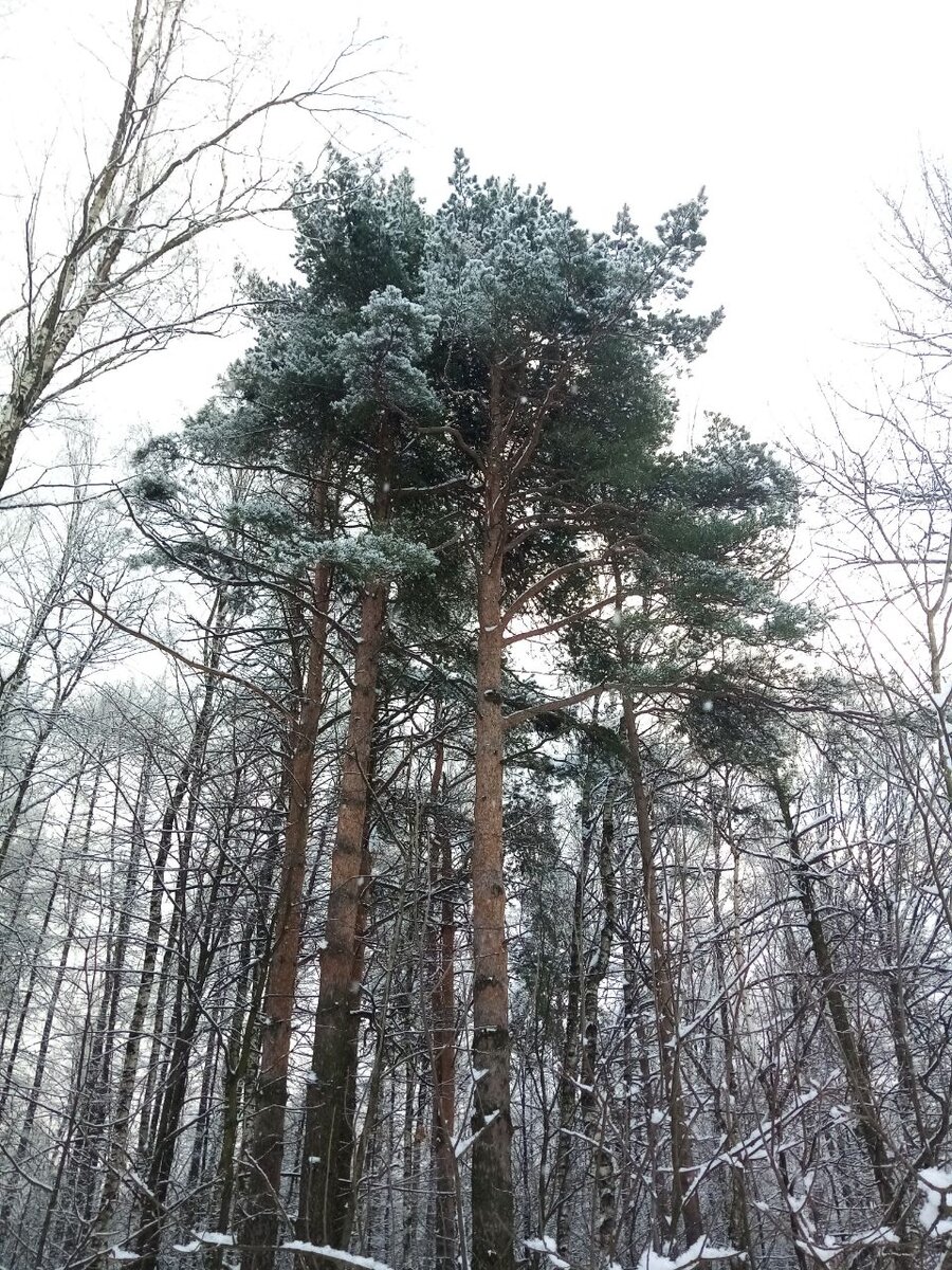 Лес под окнами