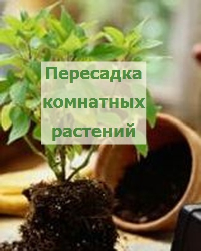 Как правильно пересадить комнатное растение