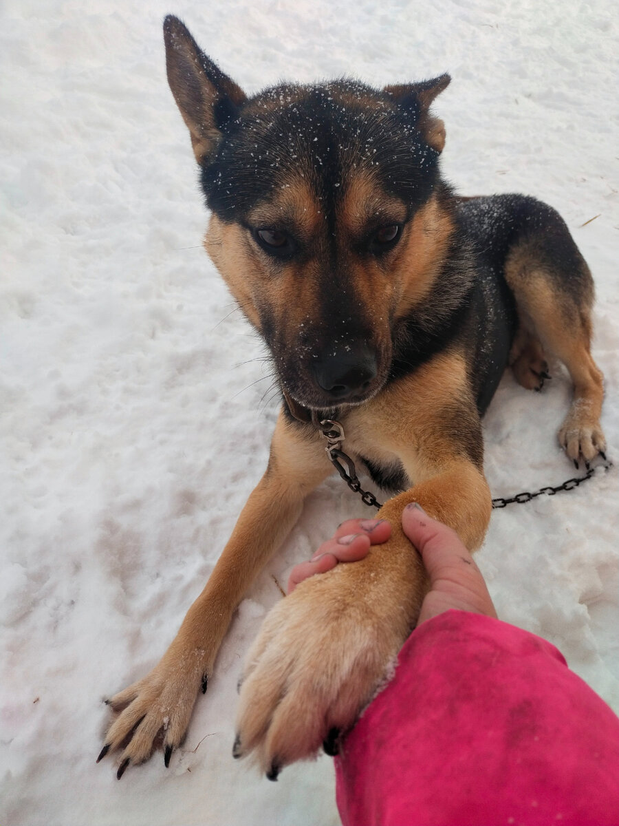 Мой овчар по кличке Аки