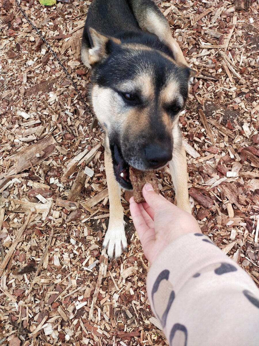 Аки ест говяжье легкое. Оно полезно для собак.