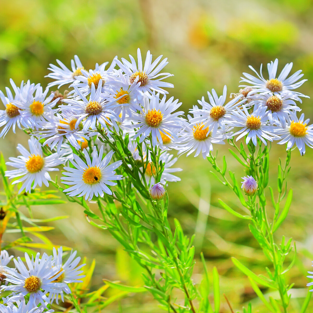 Астра Ромашковая Aster amellus