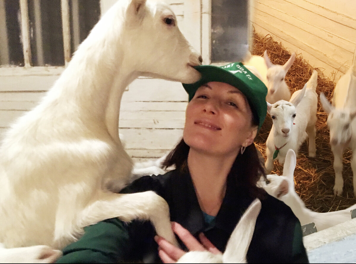 Значение молозива: как правильно кормить новорожденных козлят для ...