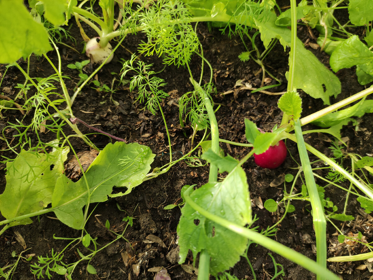 Новогодний салат