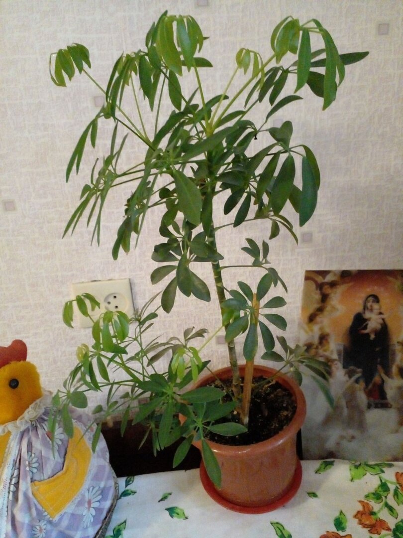 Шефлера моей бабушки