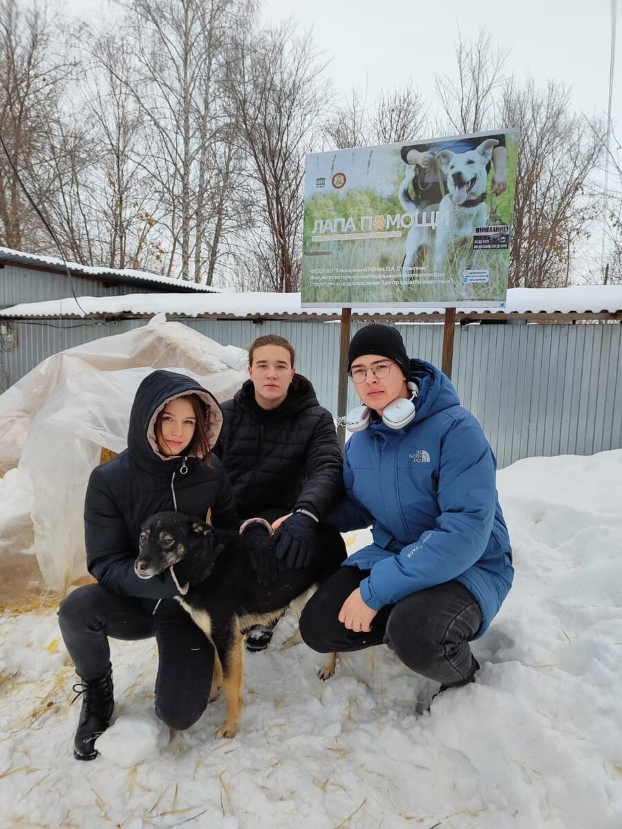 Наш приют для бездомных животных — это место, где каждый может найти себе верного  друга. | Город преданных собак 73 | Дзен