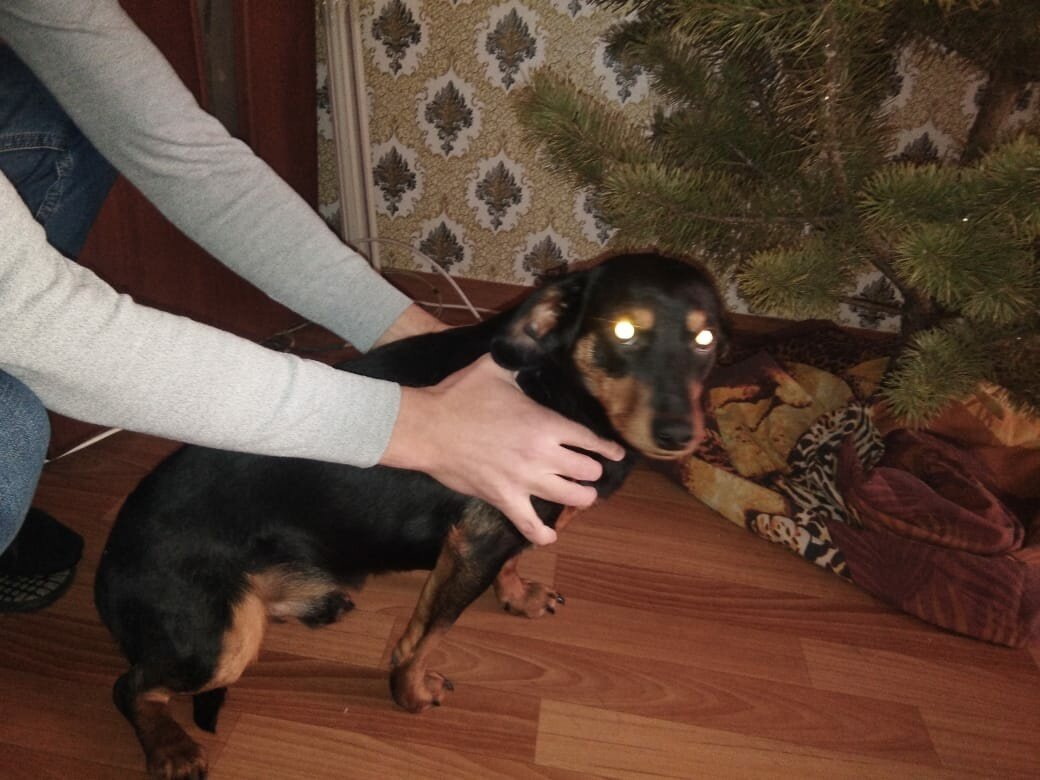 Страшная судьба и ужасное фото | Такс Альянс | Дзен