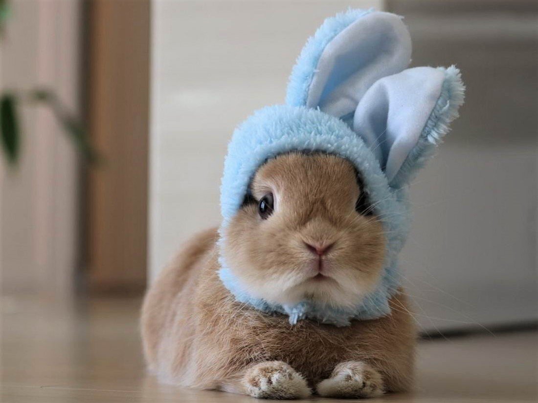 Best bunny. Смешные кролики. Милый кролик. Милые зайчики. Кролик в шапочке.