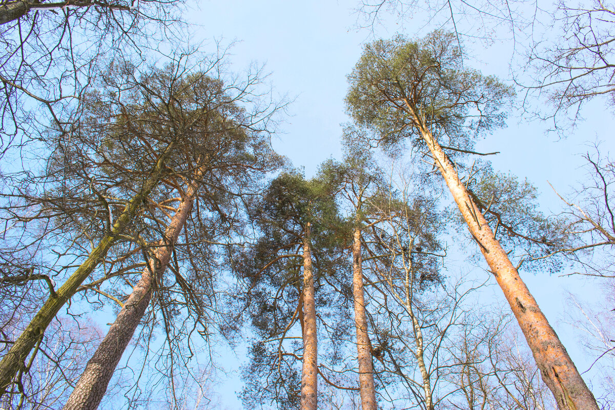 Это, конечно, не каменные деревья, но хотя бы так. Вообще все собираюсь заняться иллюстрациями к сказке, только пока не хватает времени