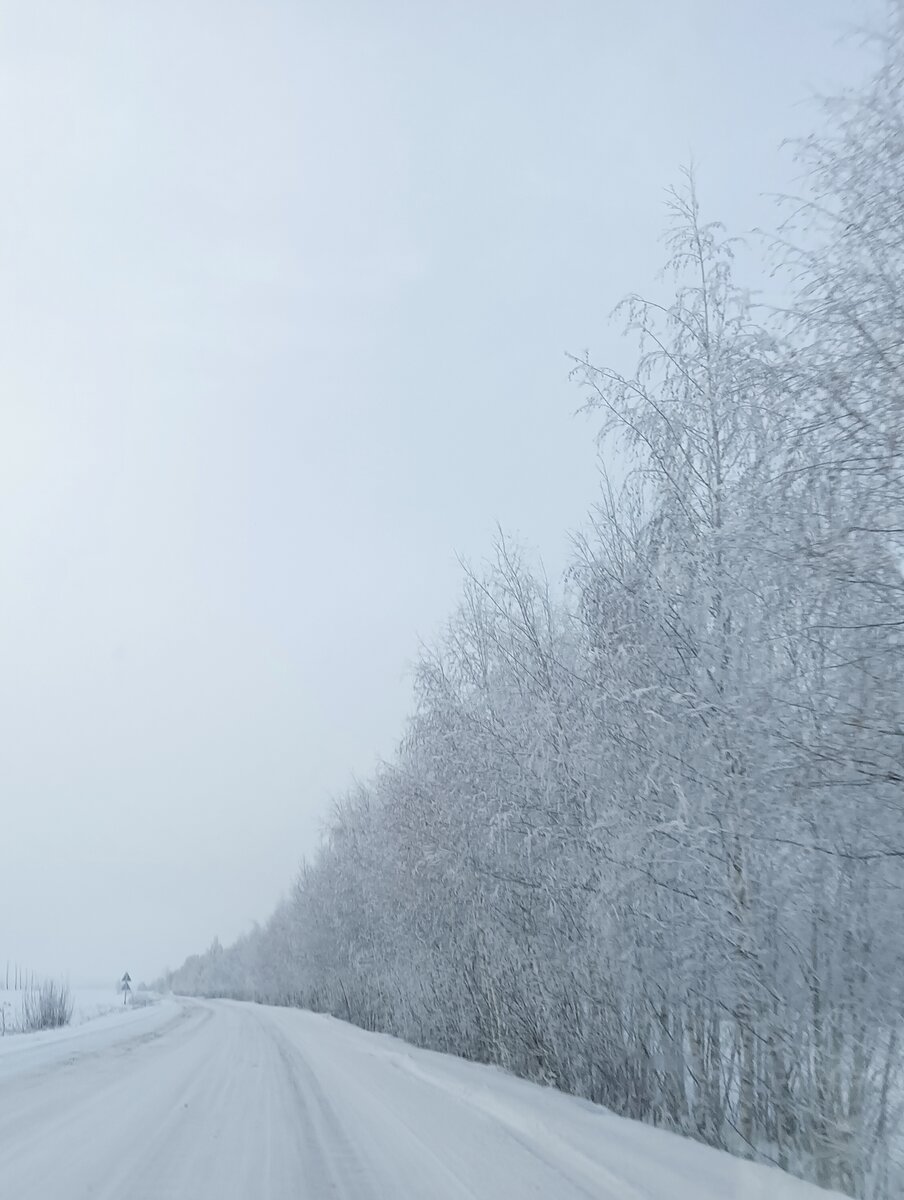 Деревья в серебре .