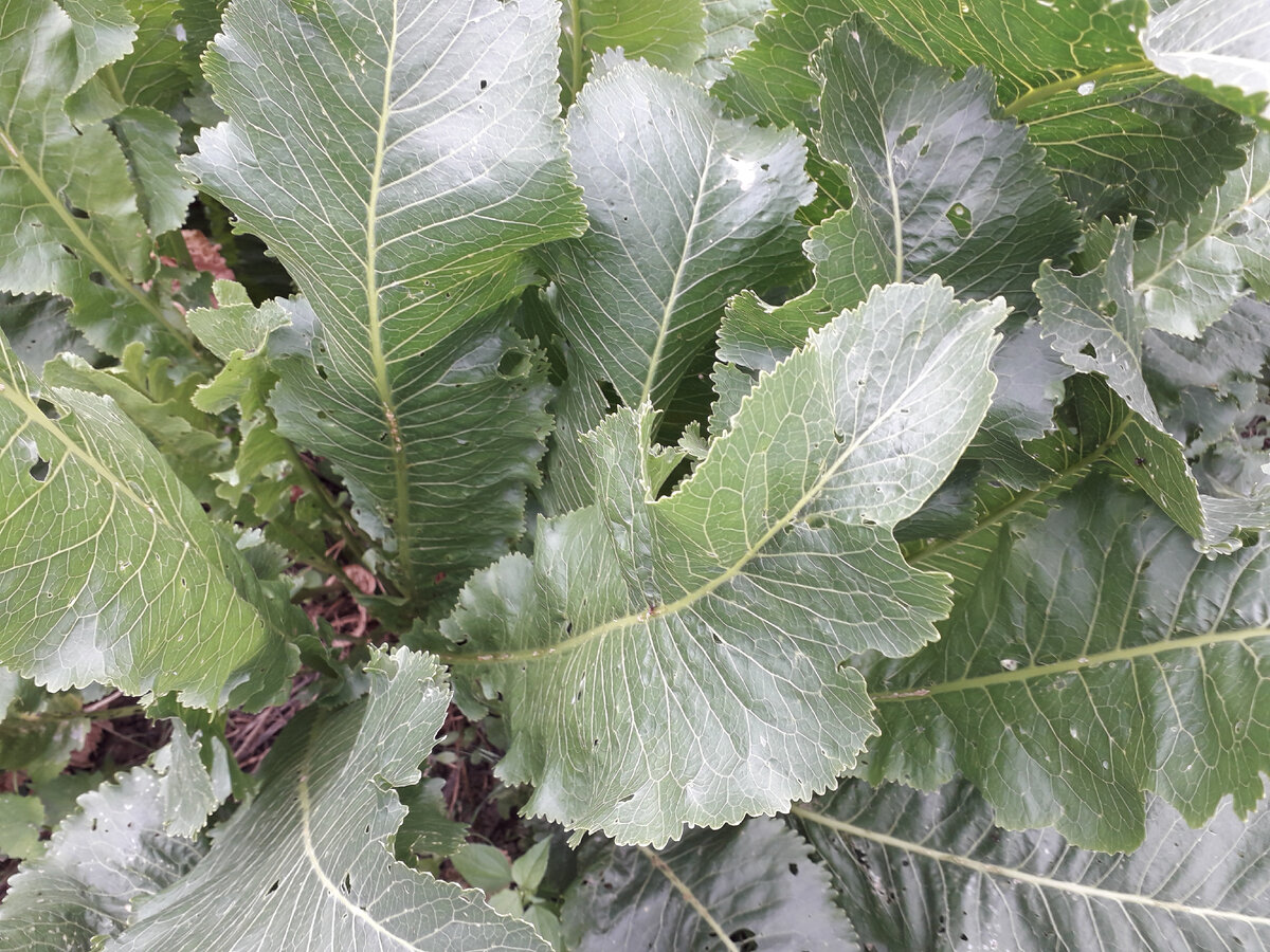 Хрен обыкновенный    Фото автора канала