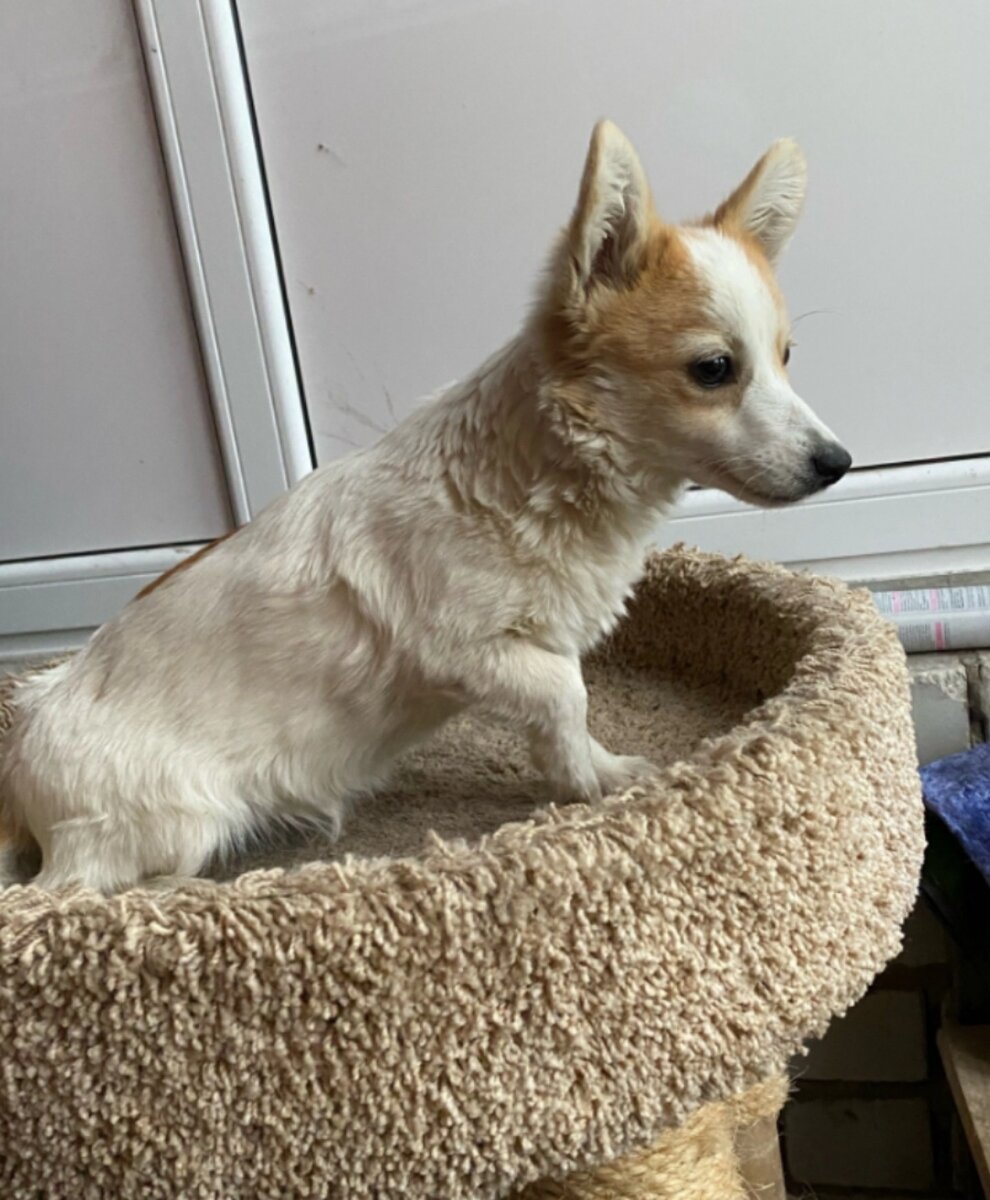 Сестричка Лика